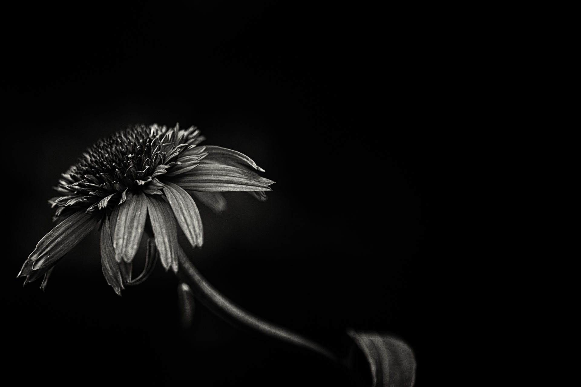 Black and White Photography