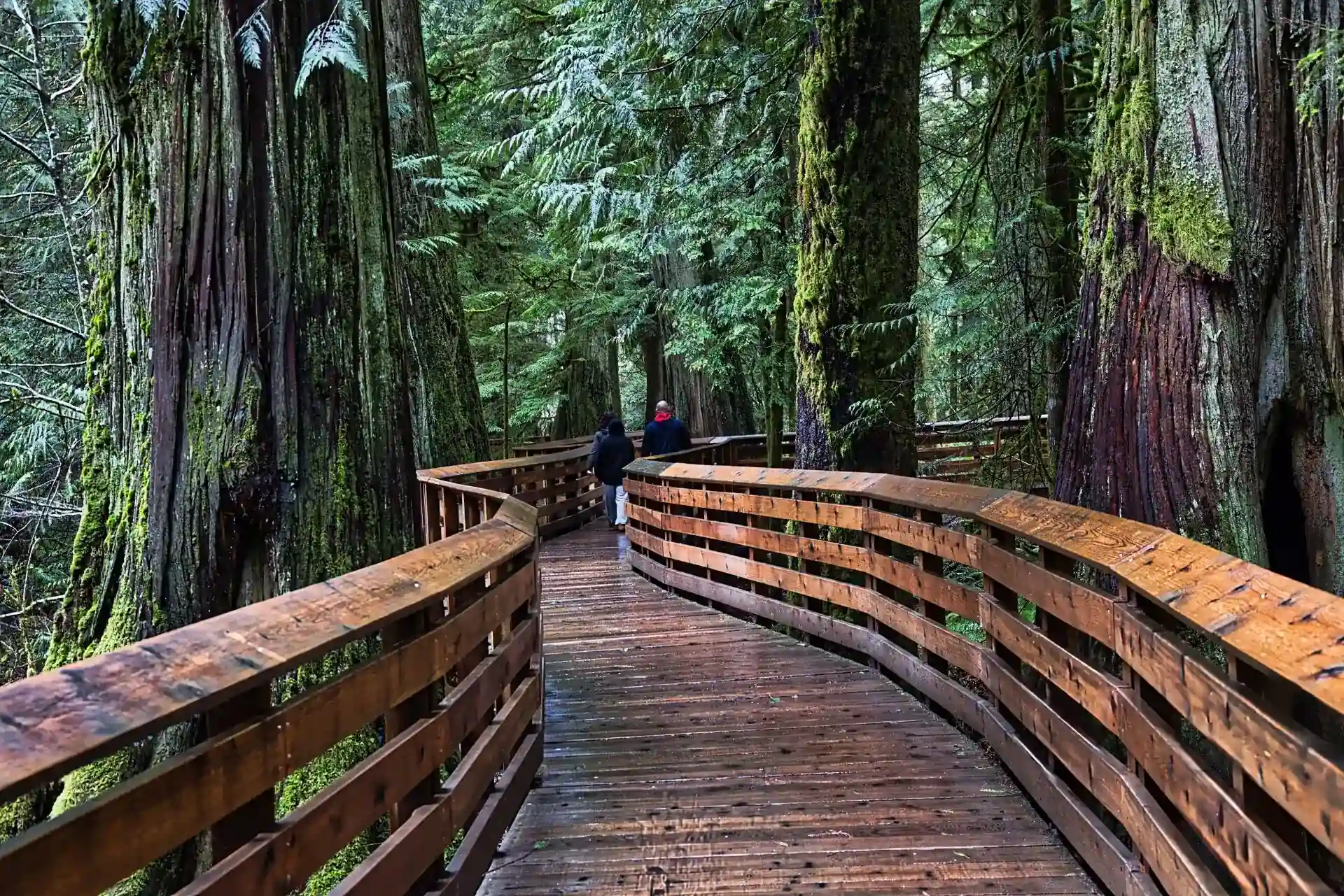 Cathedral Grove Boardwalk Vancouver Island