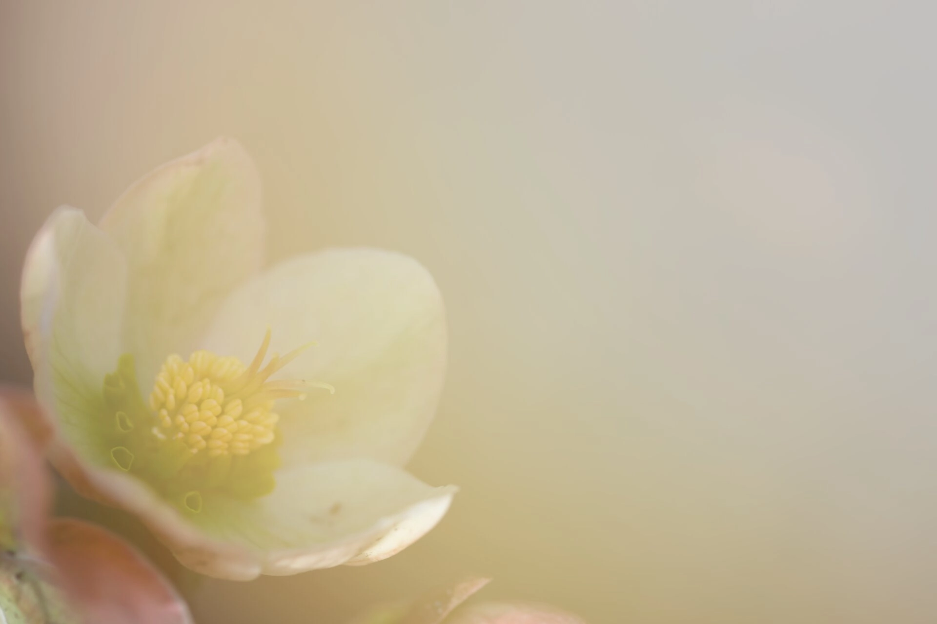 Hellebore Bloom Fine Art