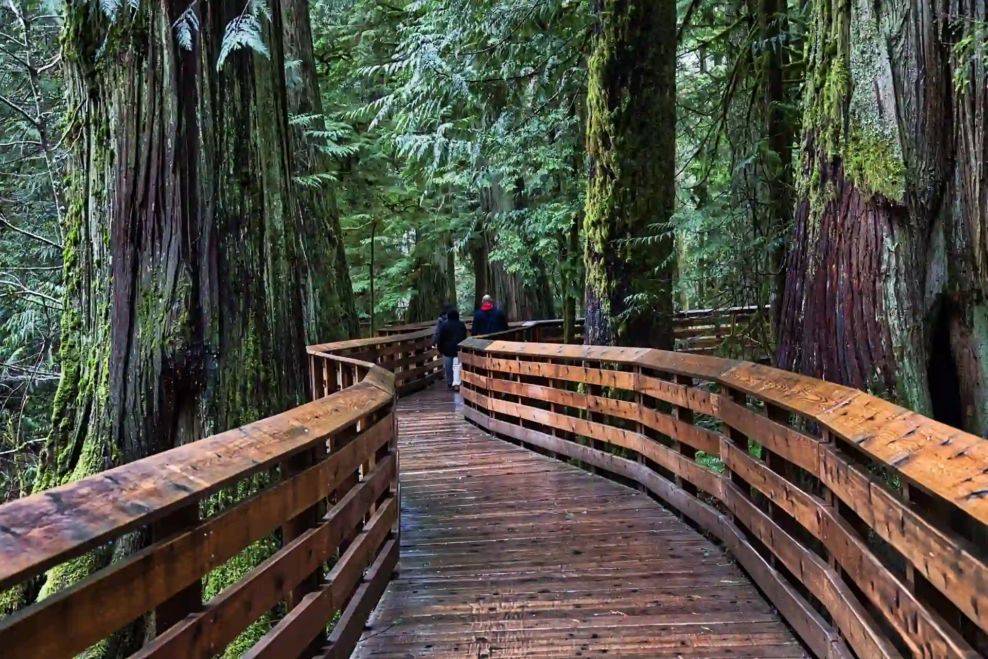 Cathedral Grove: The Forest of Giants Photography Guide
