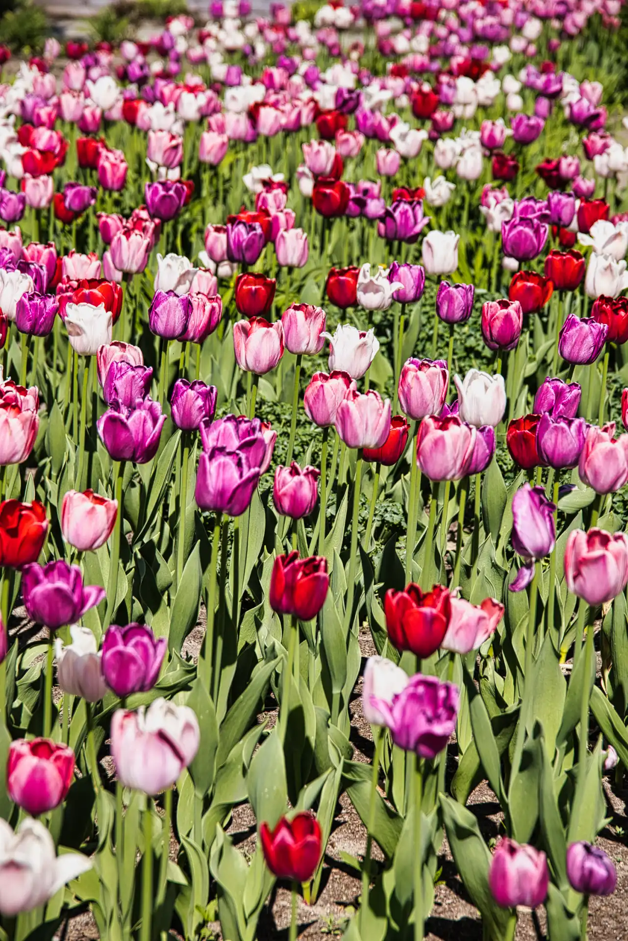 Flora details and botanical beauty at the park