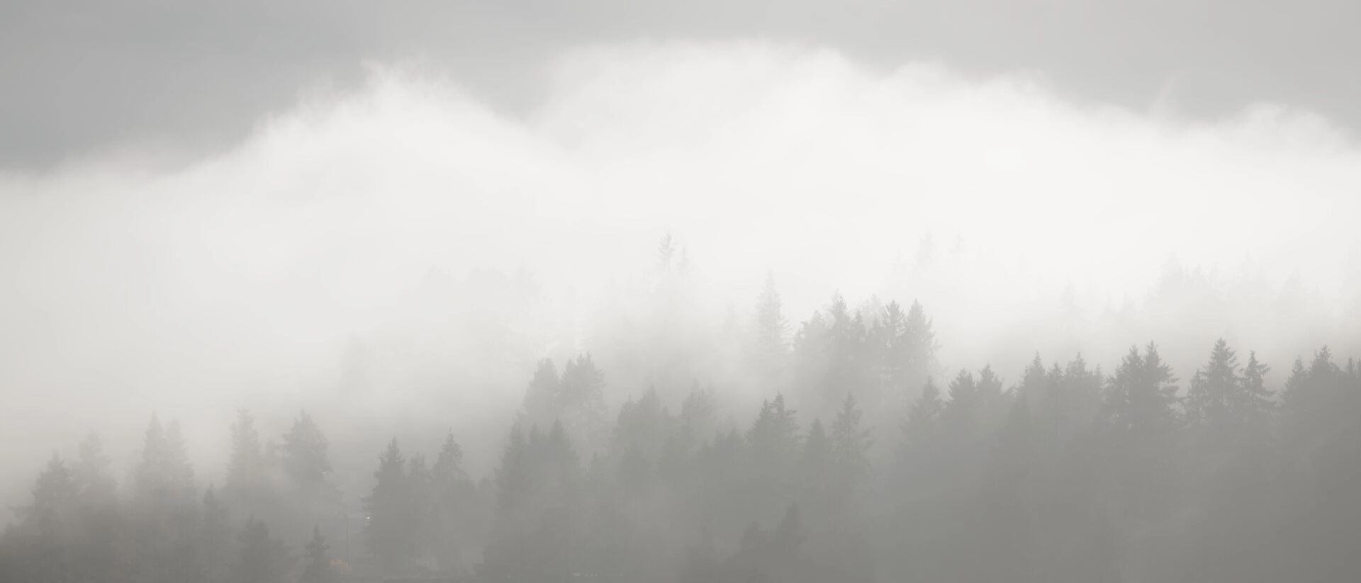 The Whispering Mist over morning wilderness canopy