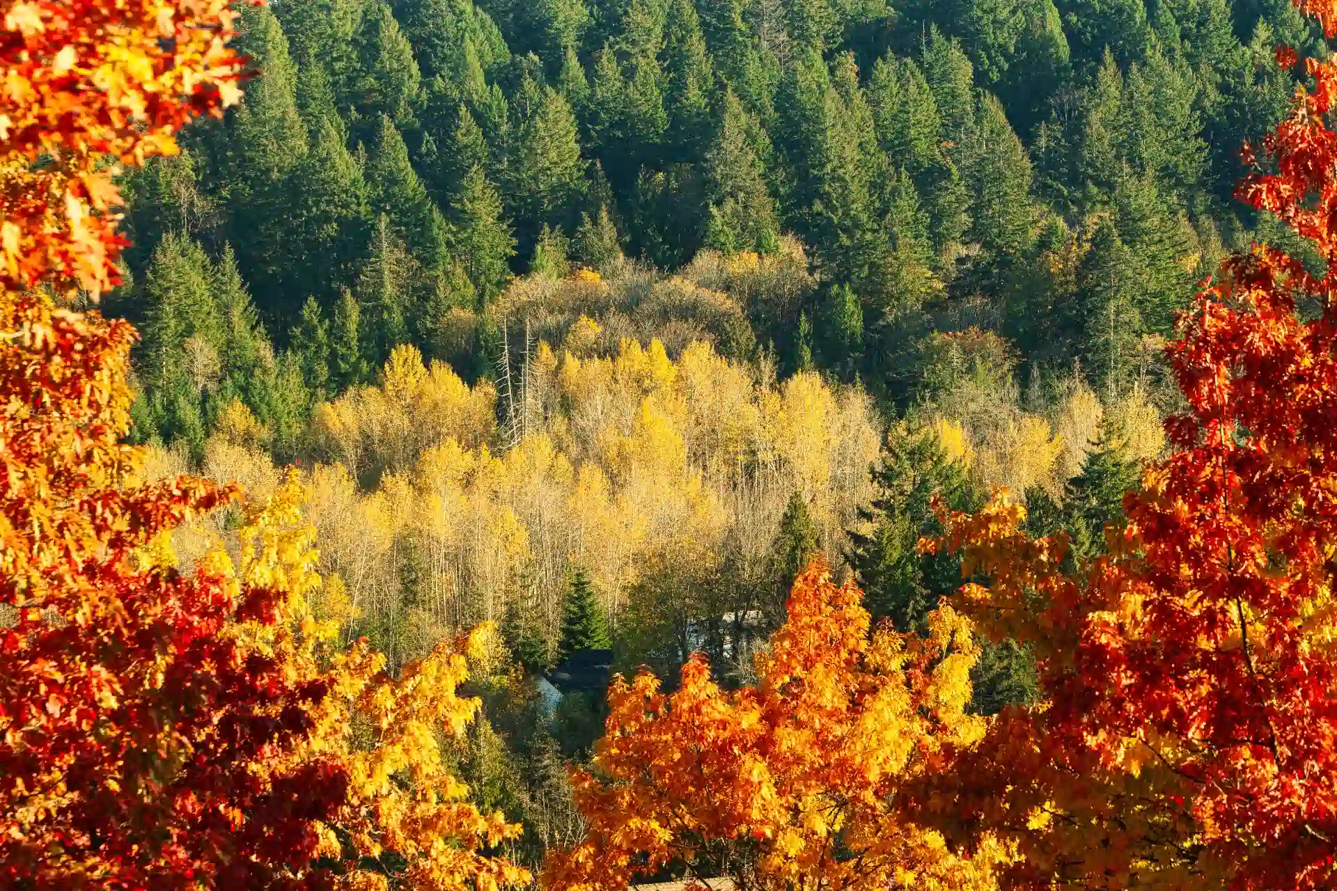 Vancouver Island Autumn Fire Canopy minimalist drone composition