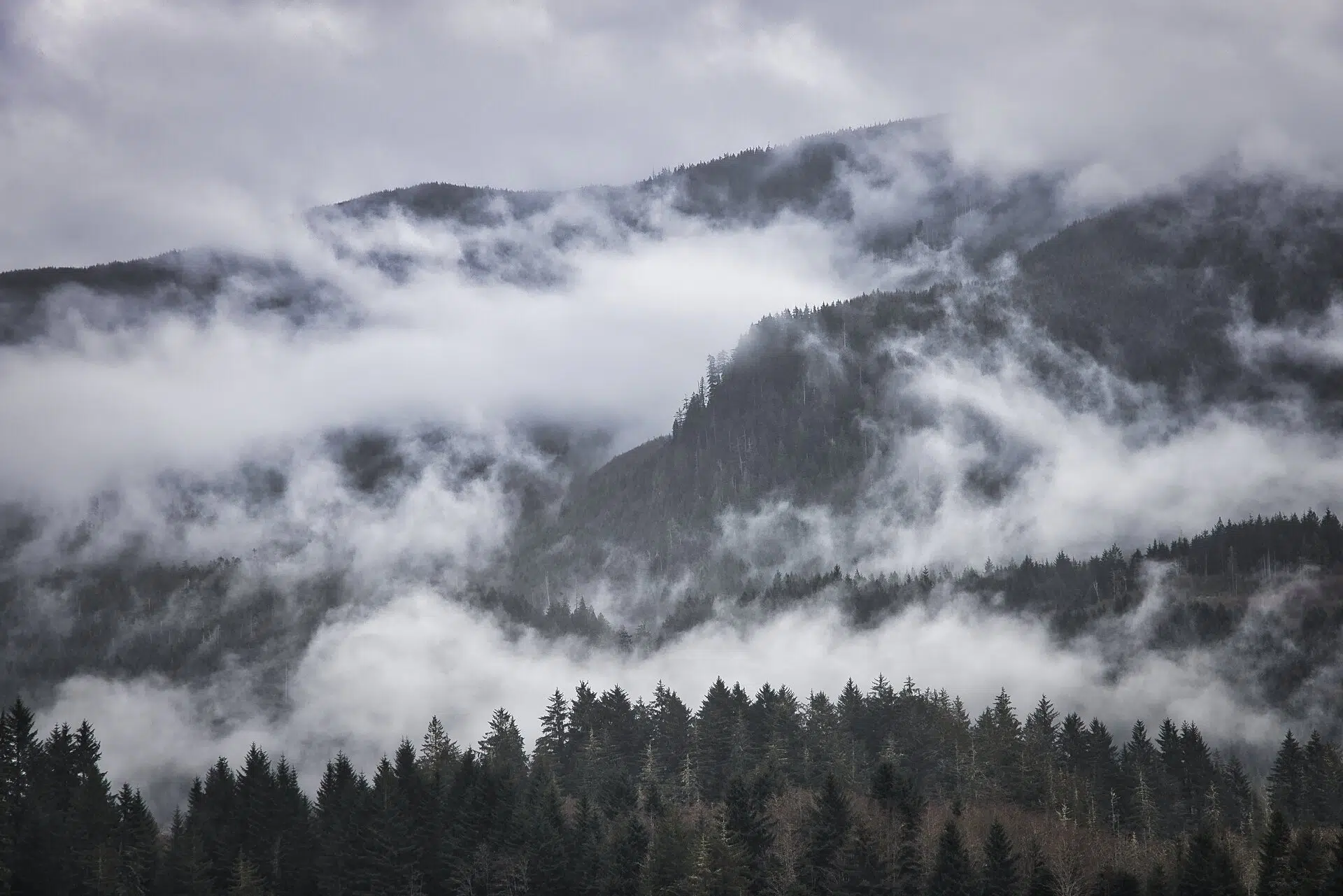 Vancouver Island Moody Forest under overcast lighting