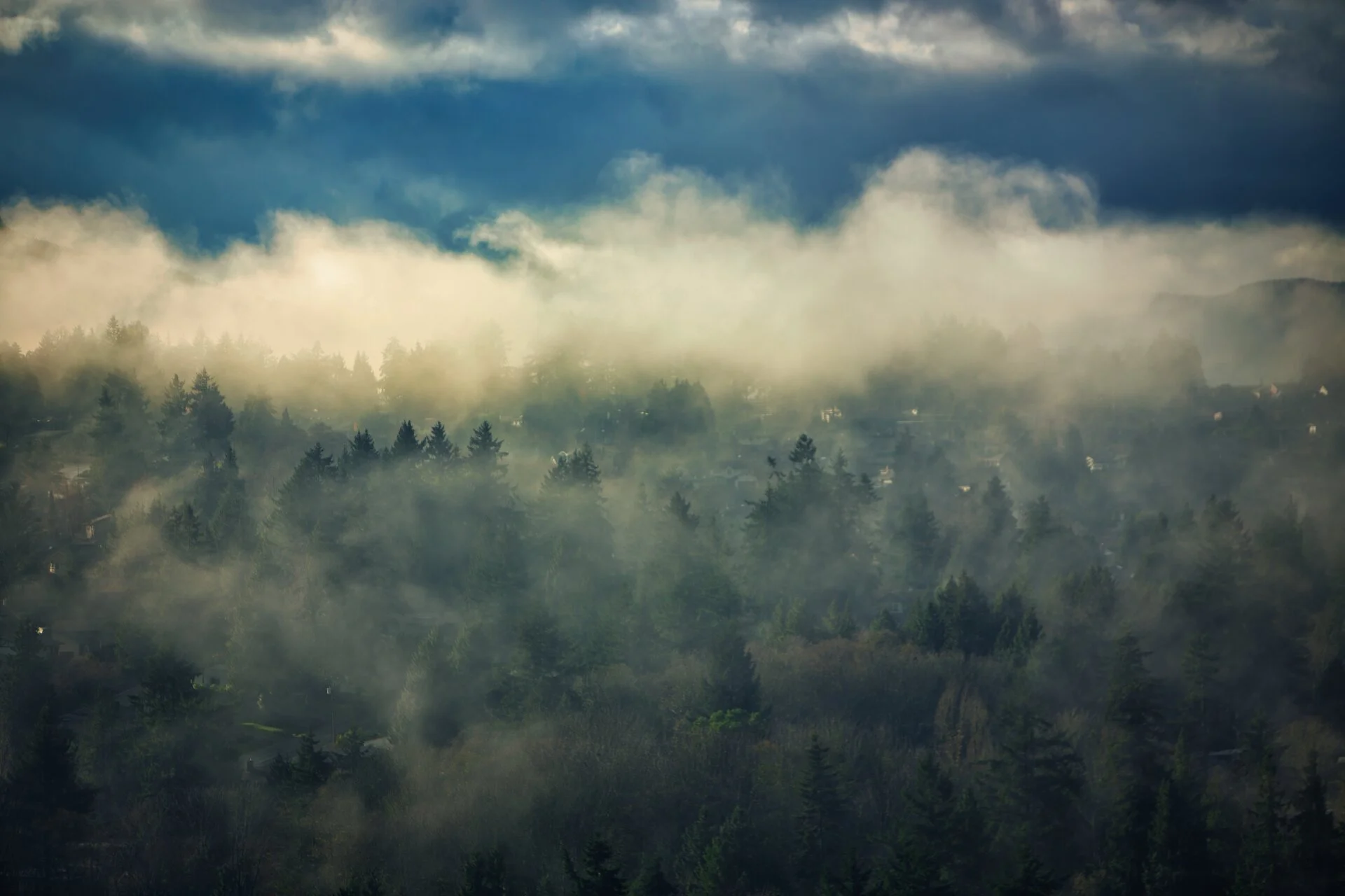 Misty Canopy Glow Illustration