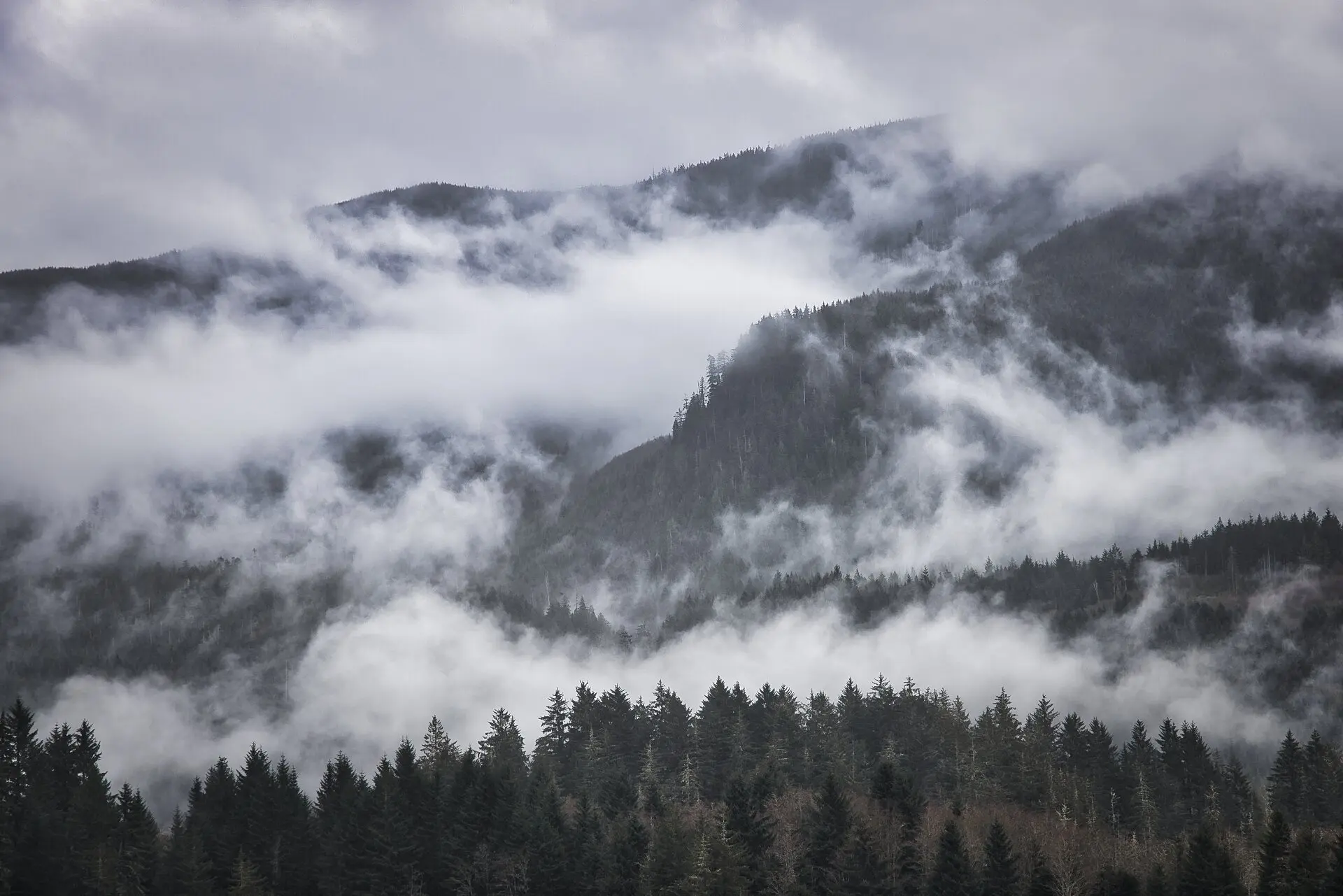 Moody Forest in Vancouver Island