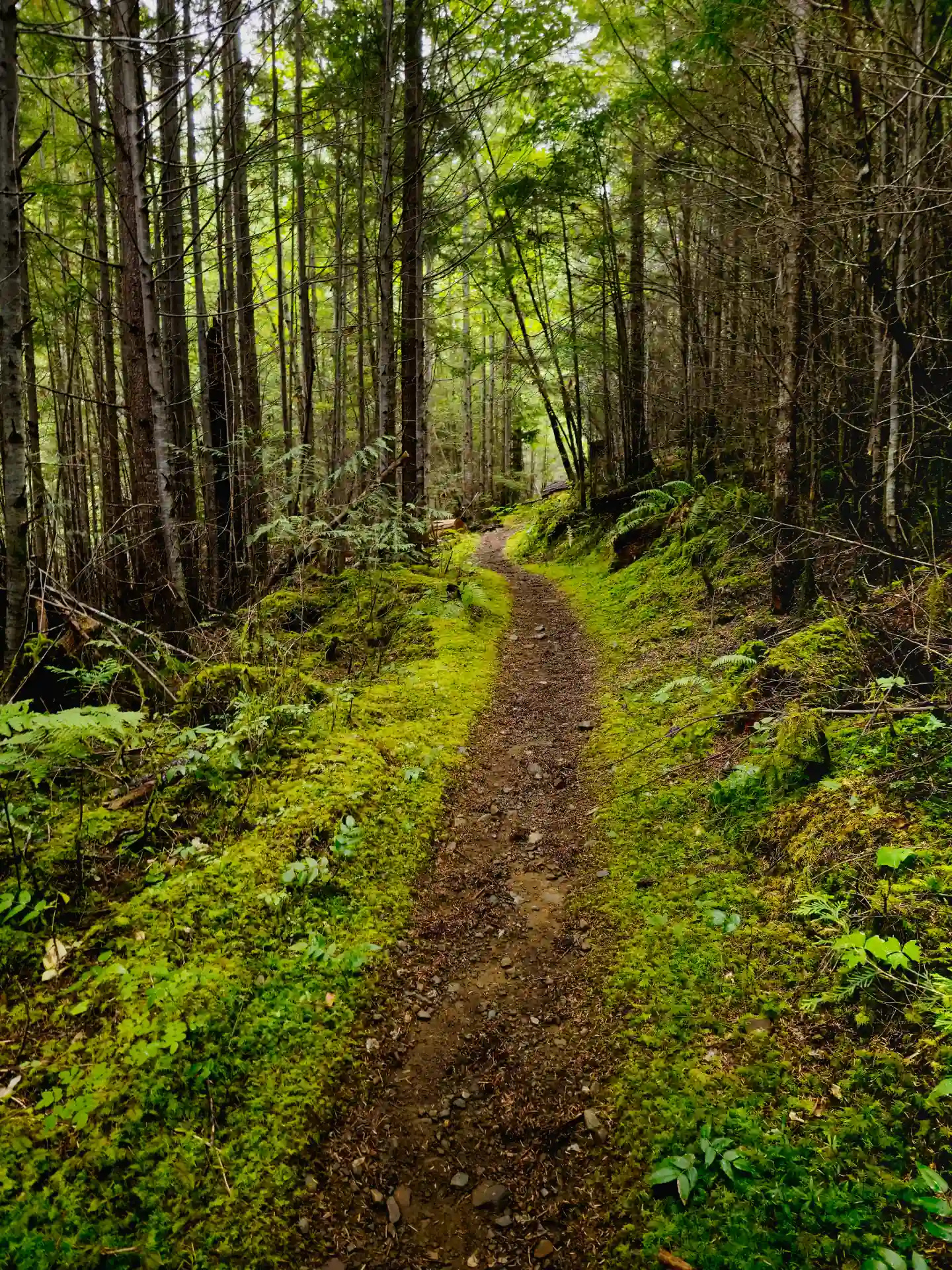 Hiking trails at Myra Falls