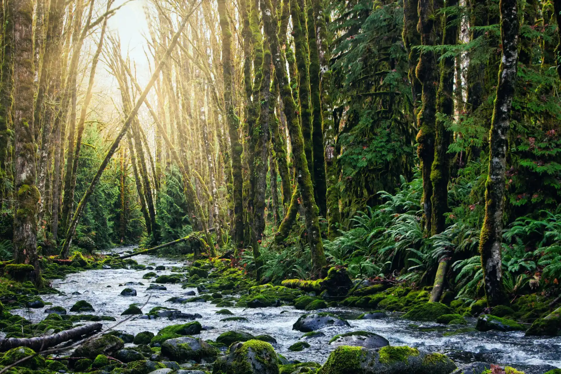 Intimate forest river glow with emerald moss and ancient cedar reflections, Vancouver Island wilderness